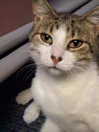 C268 Litter Maizey Mae mom [bonded w/son Hannibal] - Photo 5