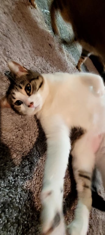 C268 Litter Maizey Mae mom [bonded w/son Hannibal] Image