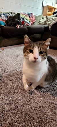 C268 Litter Maizey Mae mom [bonded w/son Hannibal] - Photo 8