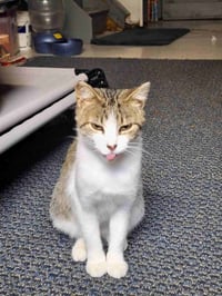C268 Litter Maizey Mae mom [bonded w/son Hannibal] - Photo 4