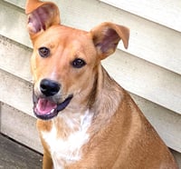 D103 Litter Susie - Photo 2
