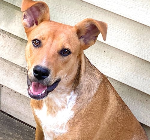 D103 LITTER SUSIE - Australian Shepherd / Labrador Retriever available for adoption