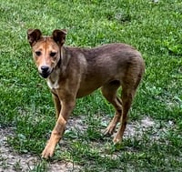 D103 Litter Susie - Photo 9