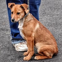 D103 Litter Susie - Photo 4