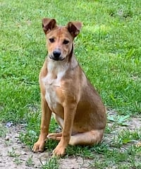 D103 Litter Susie - Photo 8