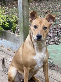 D103 Litter Susie - Photo 1