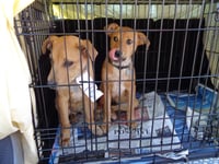 D103 Litter Susie - Photo 11