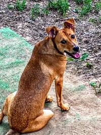 D103 Litter Susie - Photo 5