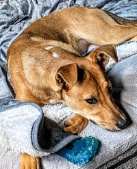 D103 Litter Susie - Photo 3