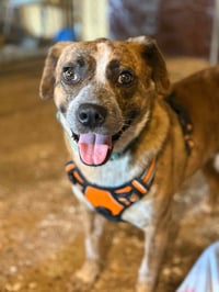 Jenny [foster, pending] - Photo 1