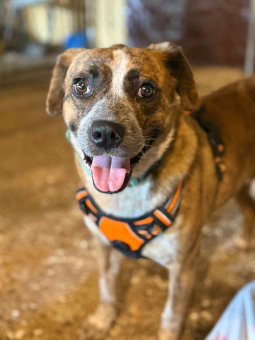 JENNY [FOSTER, PENDING] - Mountain Cur available for adoption