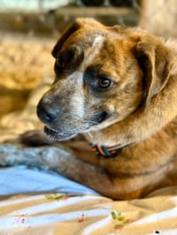 Jenny [foster, pending] - Photo 2