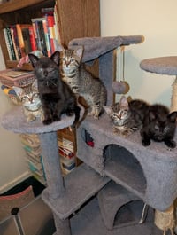 C273 Litter Mousse - Photo 8