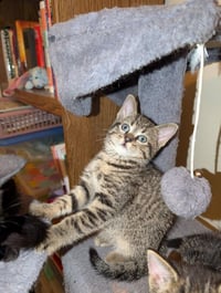 C273 Litter Mousse - Photo 6