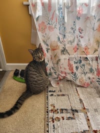 C273 Litter Mousse - Photo 2