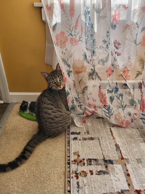 C273 LITTER MOUSSE - Domestic Short Hair / Tabby available for adoption