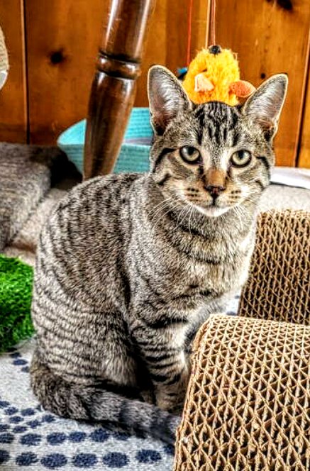 C273 Litter Mousse Image