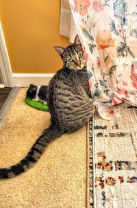 C273 Litter Mousse - Photo 3