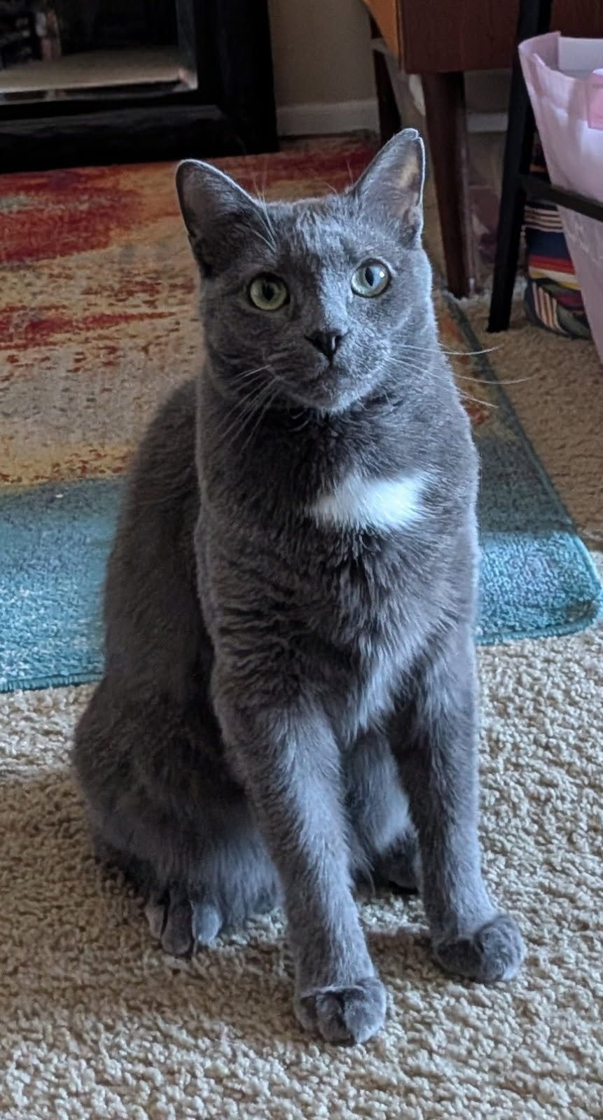 TSUNADE ADOPTED - Domestic Short Hair / Tabby available for adoption