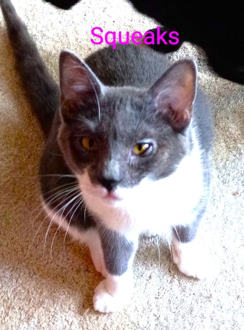 SQUEAKS - Domestic Short Hair available for adoption