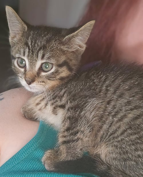 C328 LITTER SALLY-ADOPTED - Domestic Short Hair / Tabby available for adoption