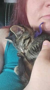 C328 Litter Sally-ADOPTED - Photo 2