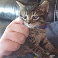 C328 Litter Sally-ADOPTED - Photo 3