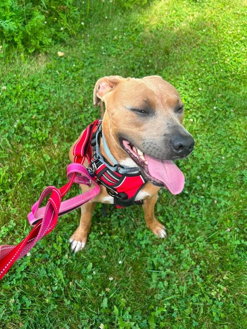 PETIE-ADOPTION PENDING - Pit Bull Terrier available for adoption