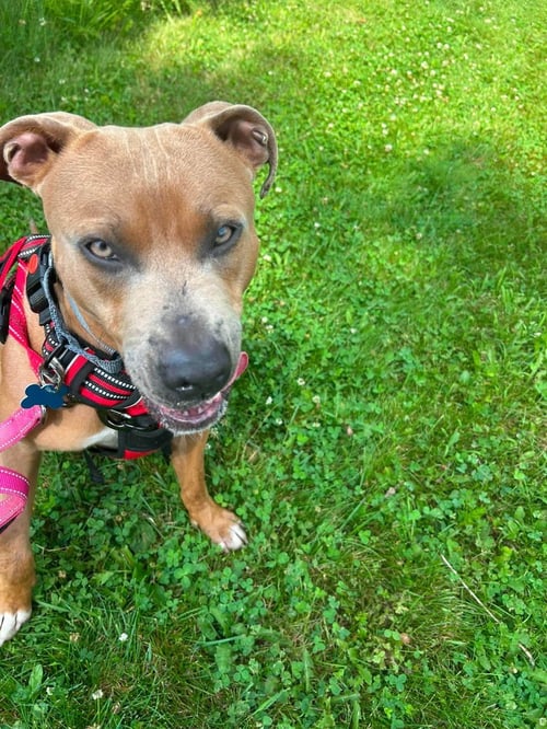 PETIE-ADOPTION PENDING - Pit Bull Terrier available for adoption