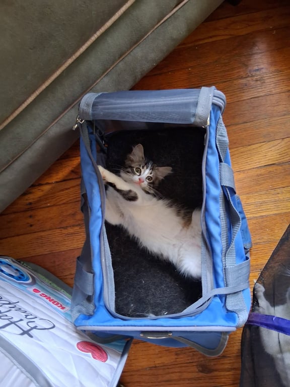 C324 Litter Gizmo Image