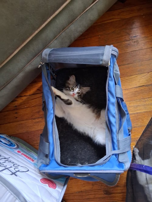 C324 LITTER GIZMO - Domestic Long Hair / Tabby available for adoption