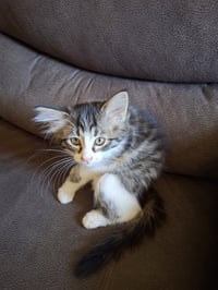 C324 Litter Gizmo - Photo 2