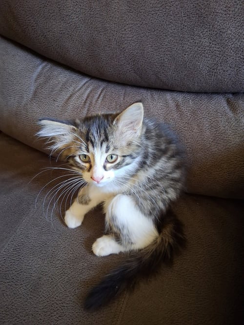 C324 LITTER GIZMO - Domestic Long Hair / Tabby available for adoption