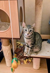 C266 litter Simone - Photo 10