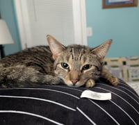 C266 litter Simone - Photo 4