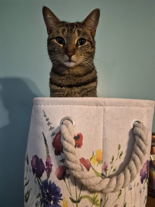 C266 LITTER SIMONE - Domestic Short Hair / Tabby available for adoption