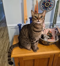 C266 litter Simone - Photo 1
