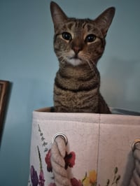 C266 litter Simone - Photo 12