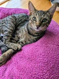 C266 litter Simone - Photo 6