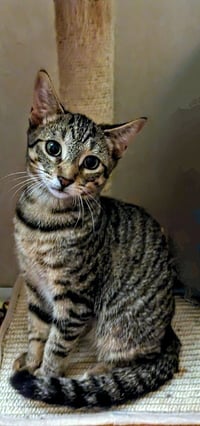 C266 litter Simone - Photo 8