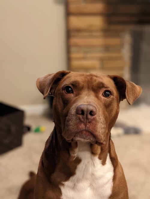 OLLIE - Chocolate Labrador Retriever / Pit Bull Terrier for adoption in Ann Arbor