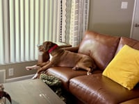 Ollie - Photo 4