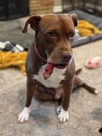 Ollie - Photo 5