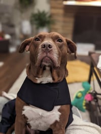 Ollie - Photo 3