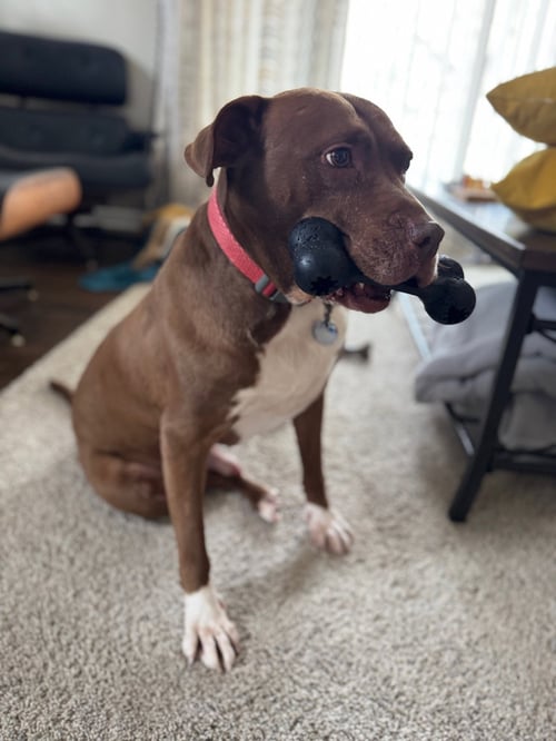 OLLIE - Chocolate Labrador Retriever / Pit Bull Terrier available for adoption