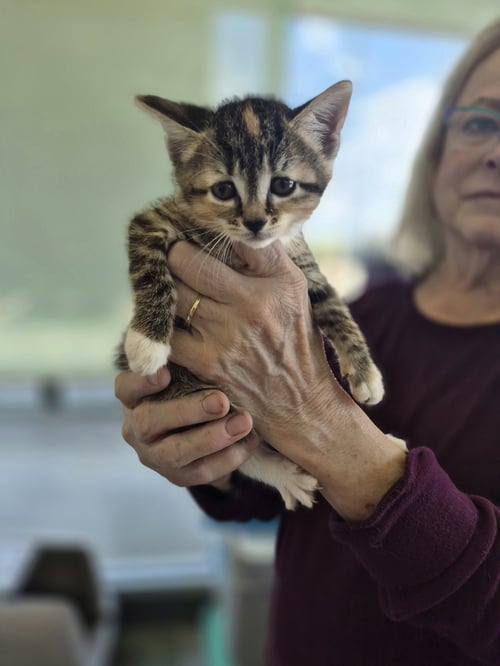 C319 LITTER NALA - Domestic Short Hair / Tabby available for adoption