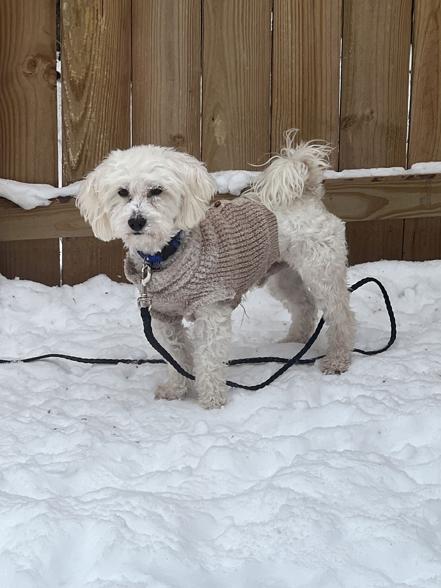 D129 LITTER TOBY + MISS PETUNIA - BONDED PAIR - Bichon Frise available for adoption