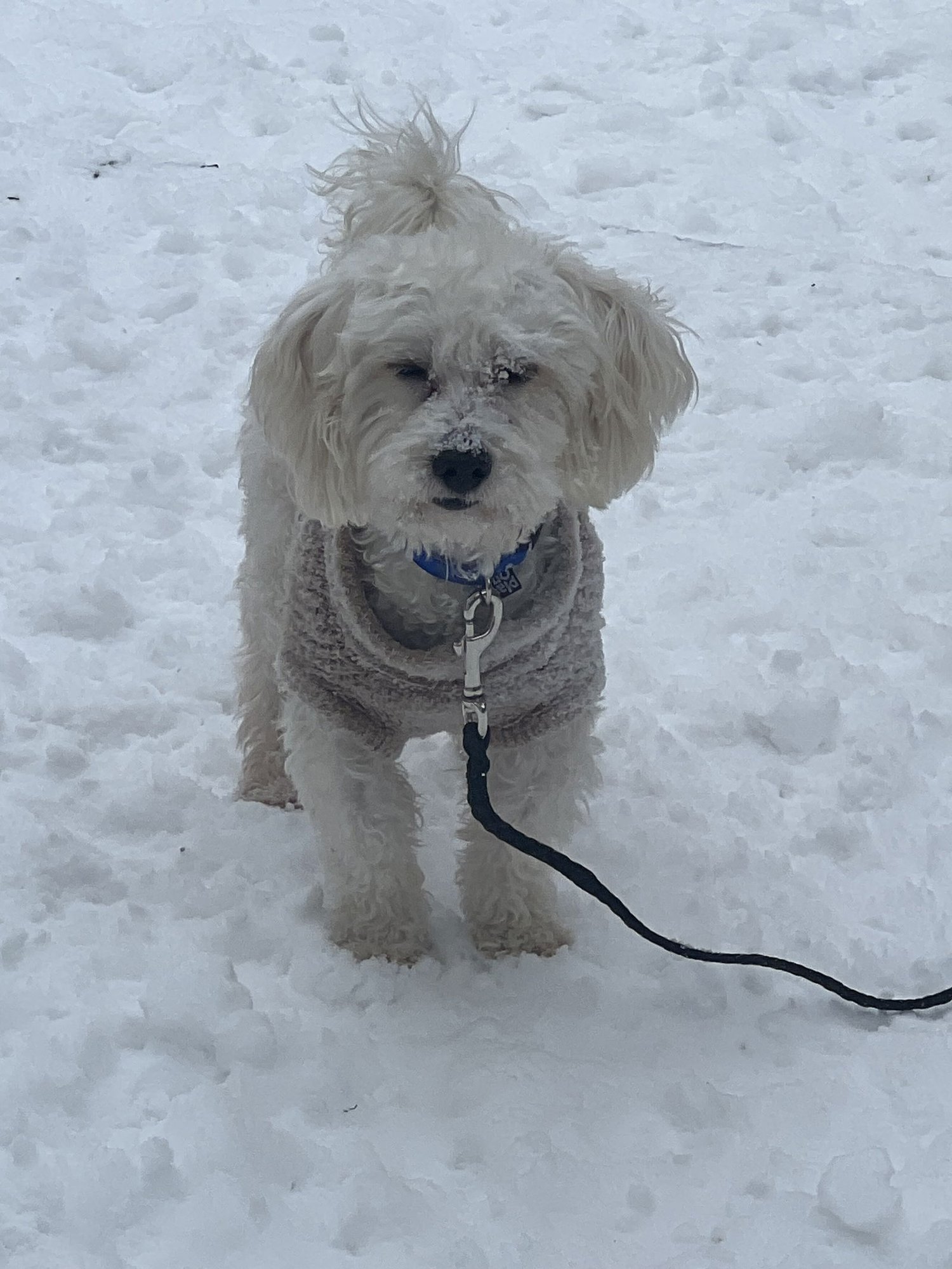D129 LITTER TOBY + MISS PETUNIA - BONDED PAIR - Bichon Frise available for adoption