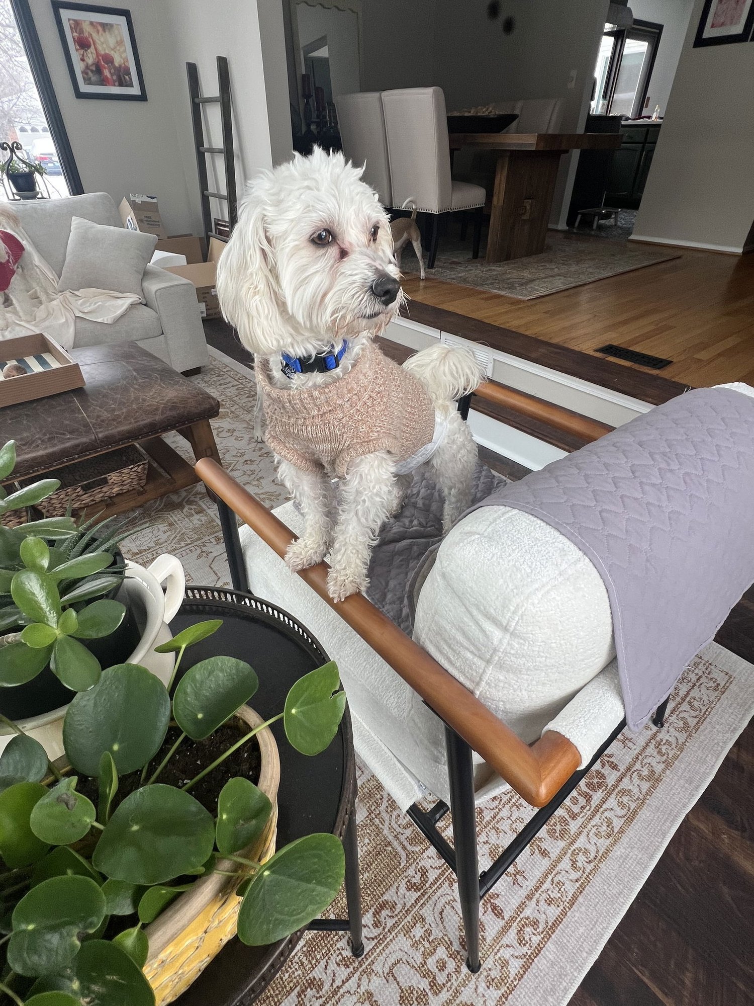 D129 Litter Toby + Miss Petunia - BONDED PAIR - Photo 4