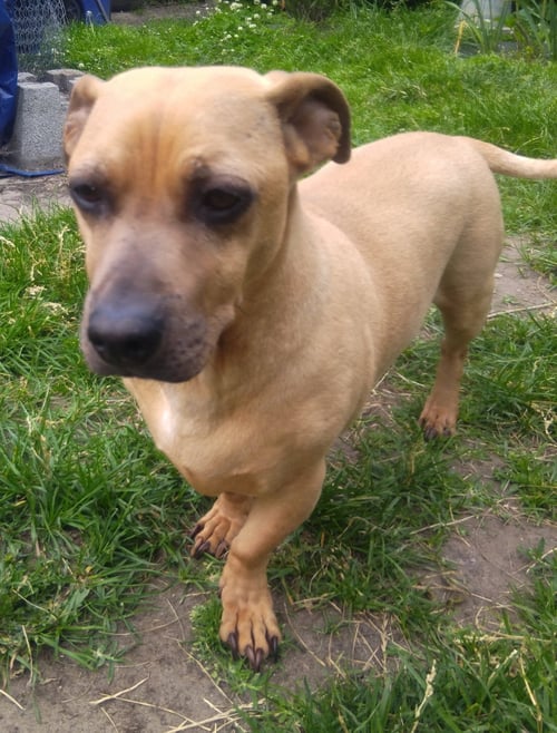 ROMEO 2 ❤️ - Dachshund / Bulldog available for adoption